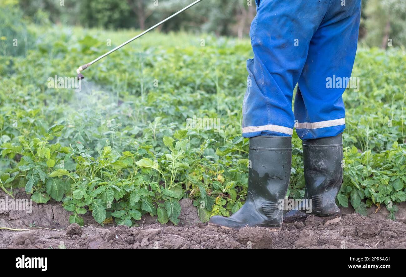 A farmer applying insecticides to his potato crop. The use of chemicals in agriculture. Fight against fungal infections and insects. A man sprays pesticides on a potato plantation with a hand sprayer. Stock Photo