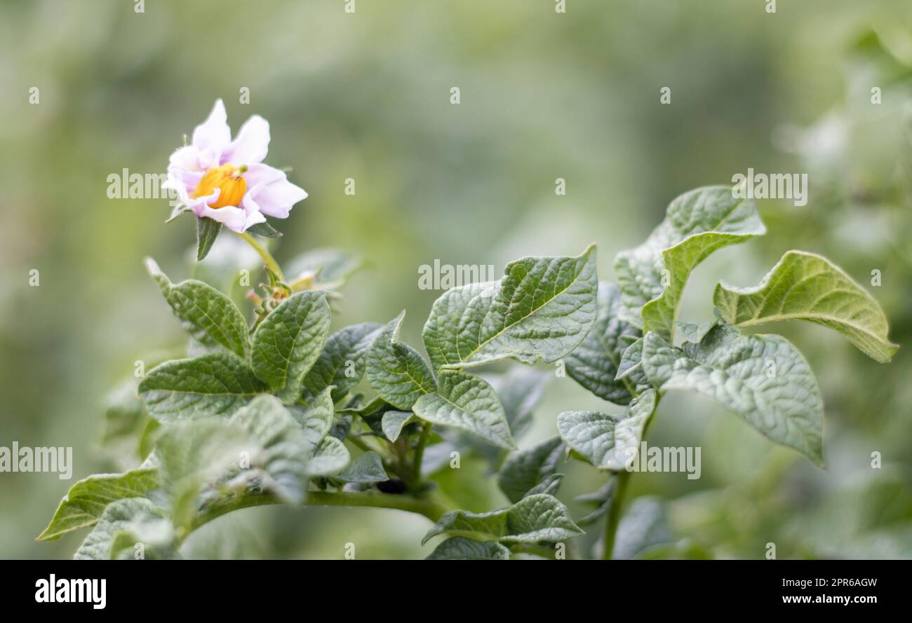 Potato sprouts on a farm bed. Flowering ripening potatoes. Potato