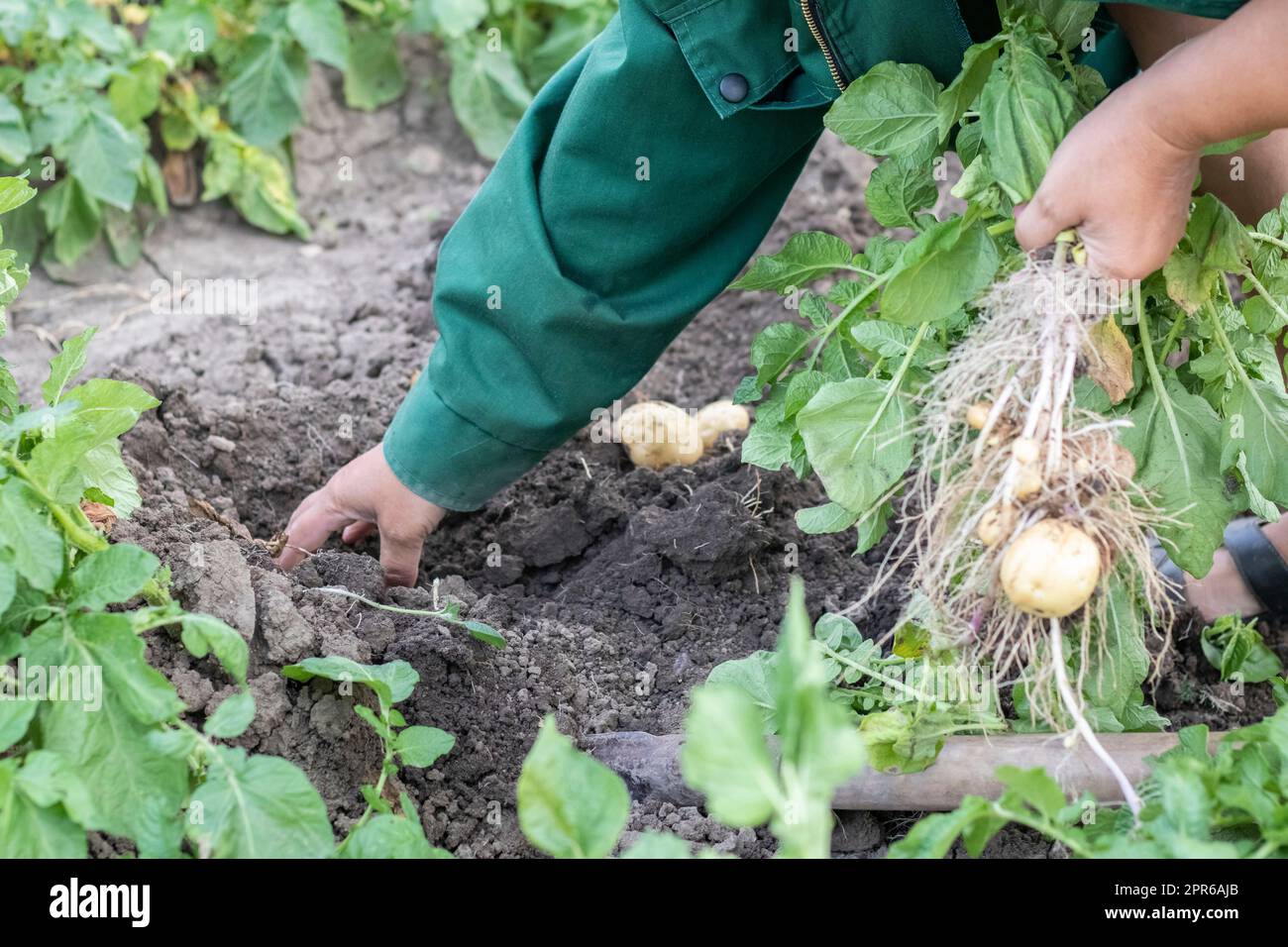 Harvesting potatoes from the soil. Newly dug or harvested potatoes on rich brown ground. Fresh organic potatoes on the ground in a field on a summer day. The concept of growing food. New potatoes. Stock Photo