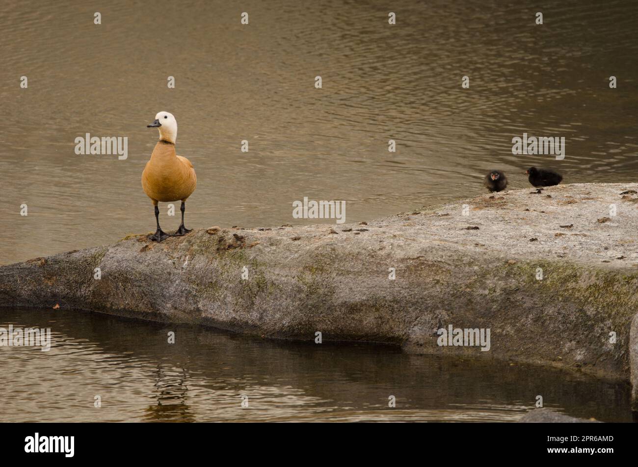 Shelduck with chicks hi-res stock photography and images - Alamy