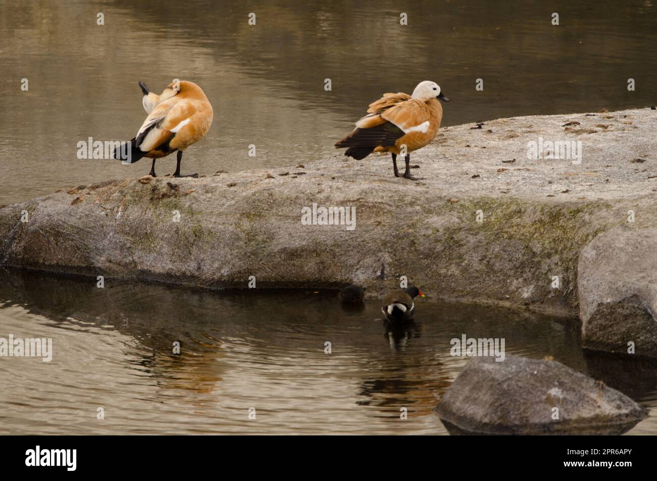 Pair of ruddy shelducks Stock Photo - Alamy