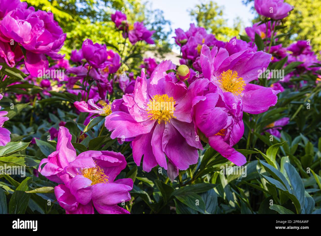 A bush of pink peonies blooms in the garden. Paeonia suffruticosa Stock ...