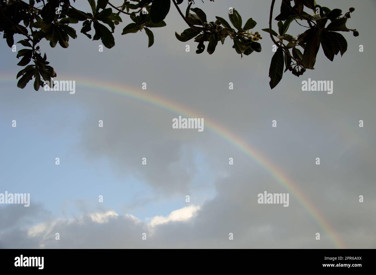 Rainbow under a loquat. Stock Photo