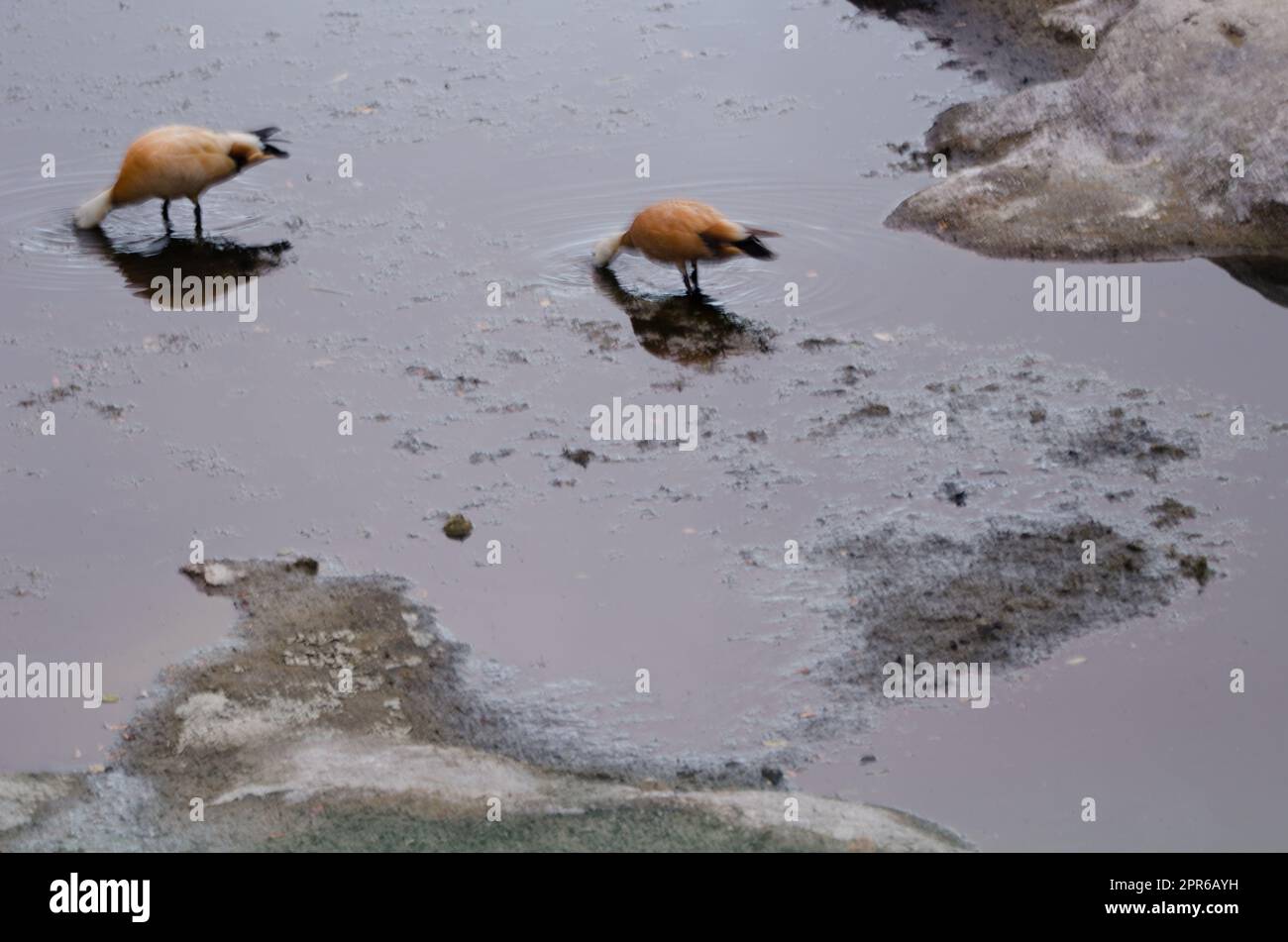 Pair of ruddy shelducks searching for food at sunset. Stock Photo