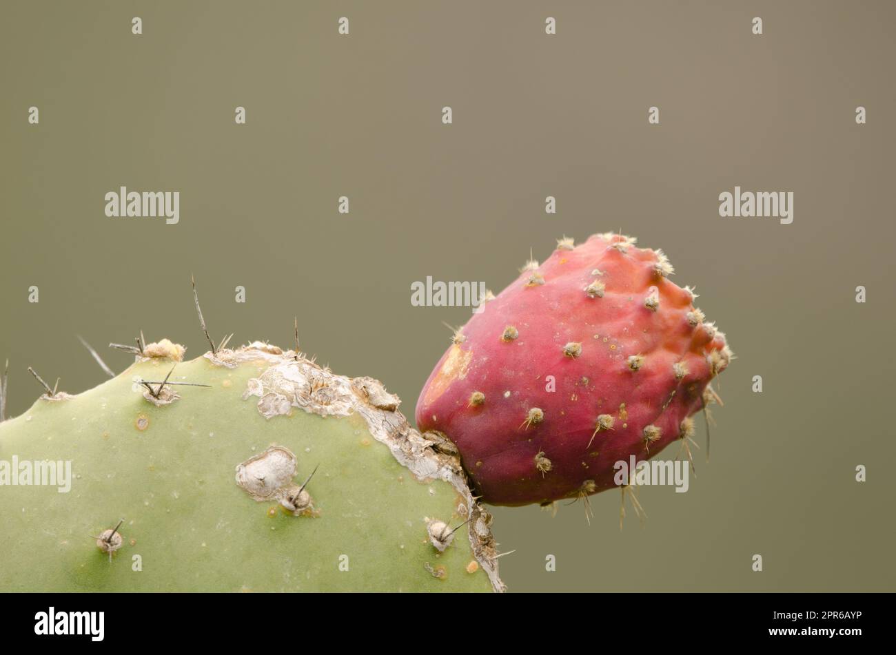 Fruit of woollyjoint pricklypear. Stock Photo