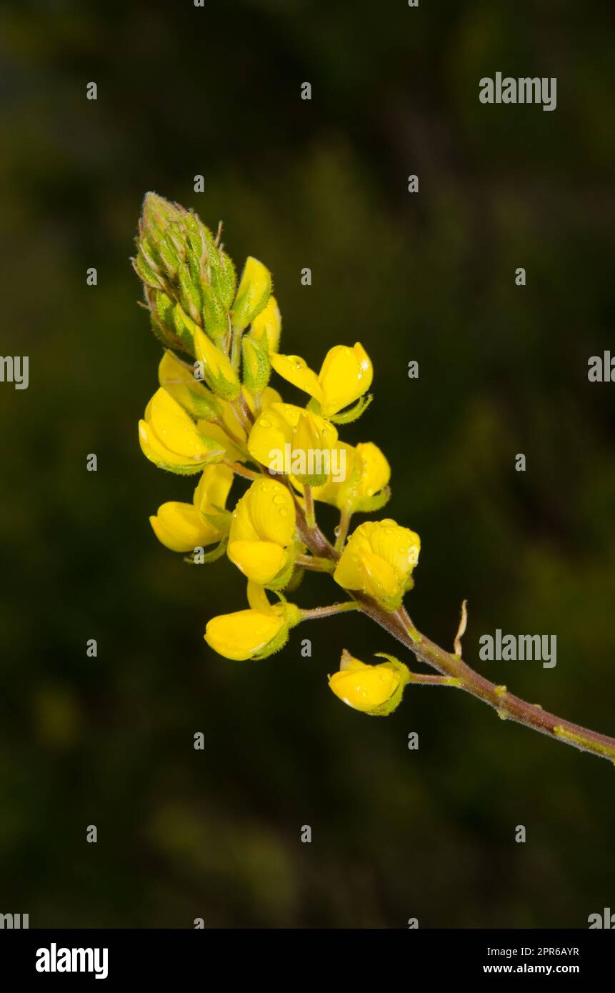 Flowers of Canary Island flatpod. Stock Photo