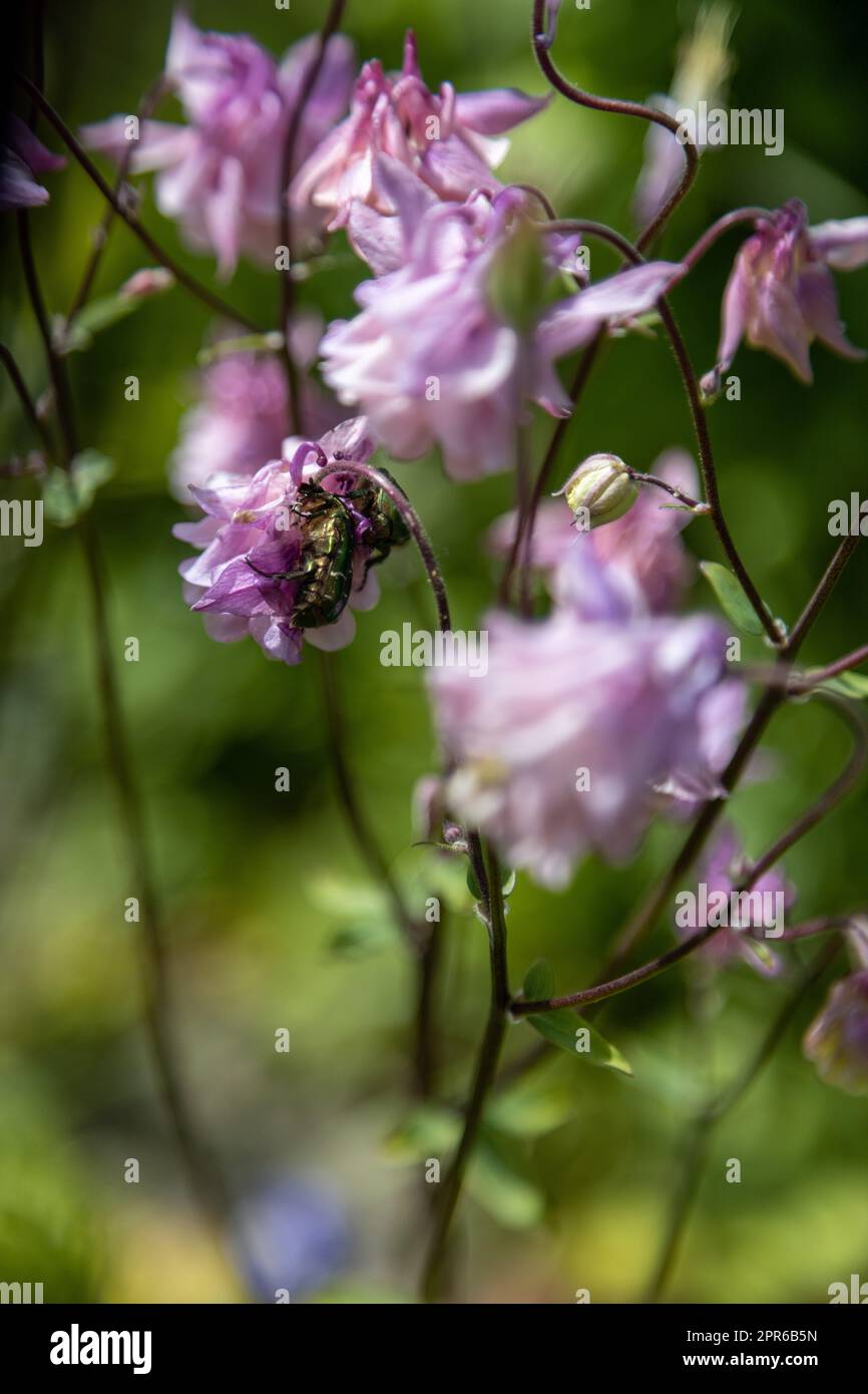 Two Golden Rose Beetles forage on pink flowers Stock Photo