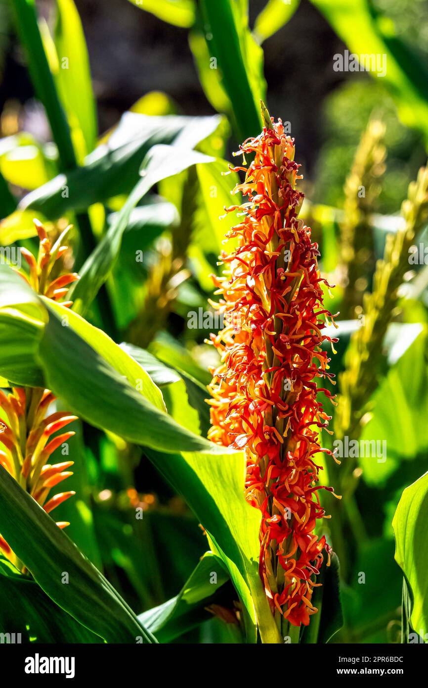 Hedychium aurantiacum known as oange ginger lily in British park Stock Photo