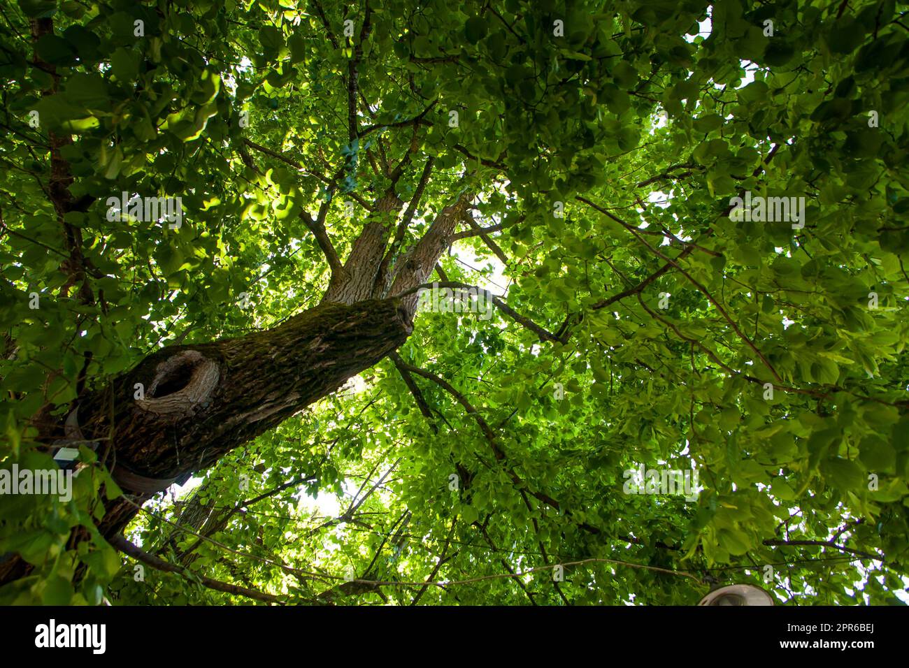 Old big linden tree. Green leaves and linden fruits Stock Photo