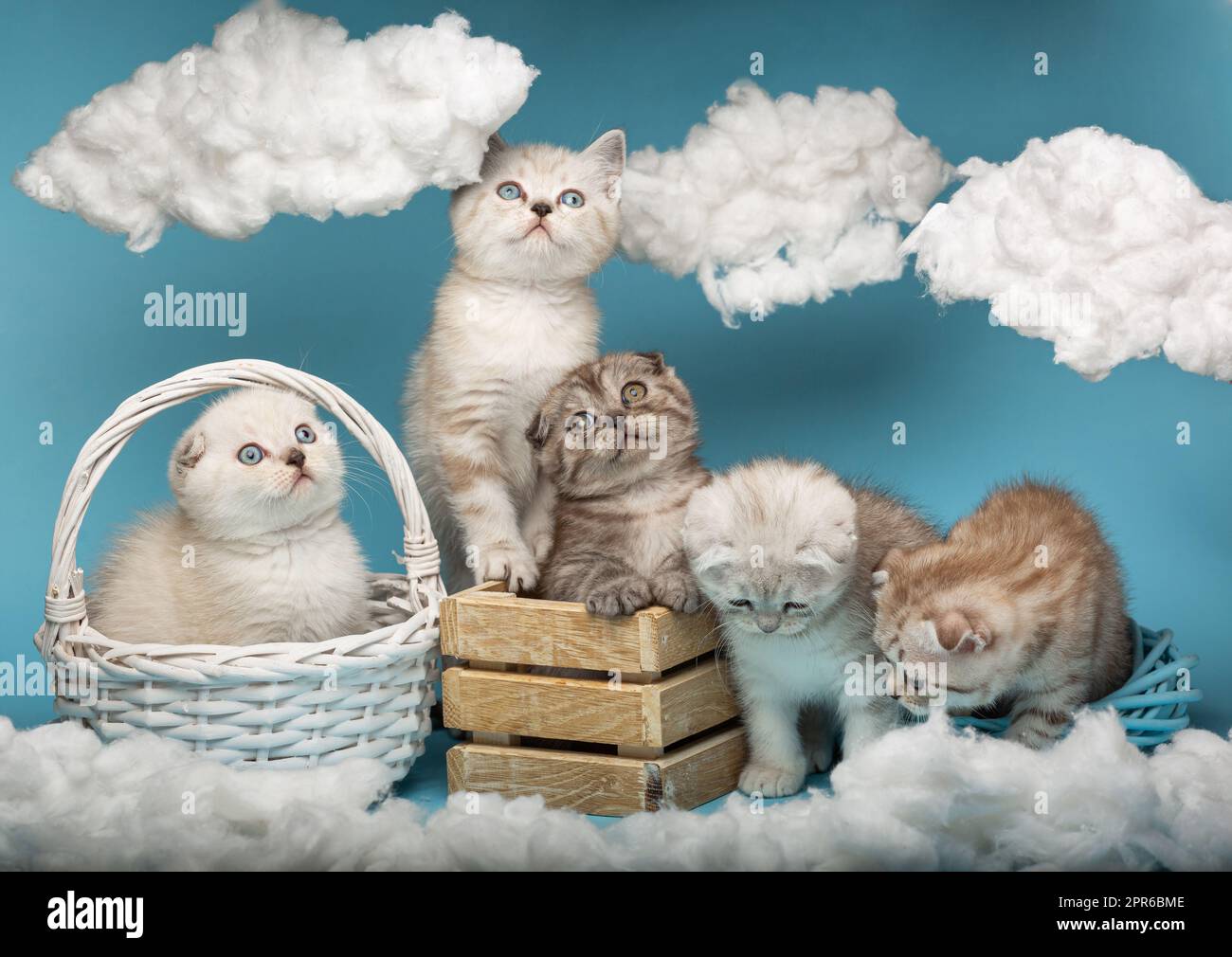 Scottish kittens pose against the background of the installation of the sky with white clouds around Stock Photo