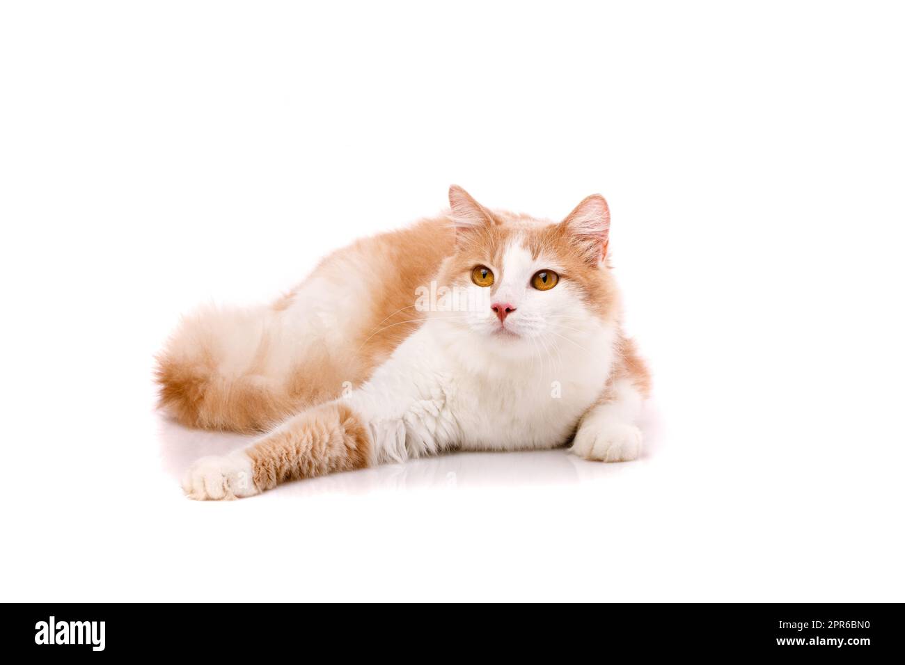 Adult cat lies in funny poses on a white background. Friendly pet. Stock Photo