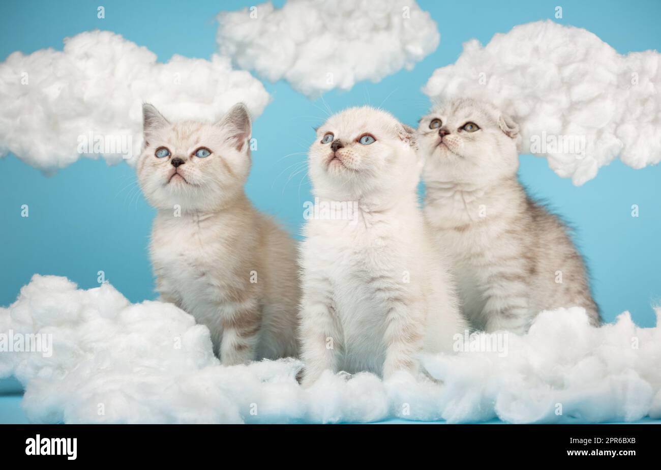 Scottish kittens raise their heads and look up against the sky with white fluffy clouds. Stock Photo
