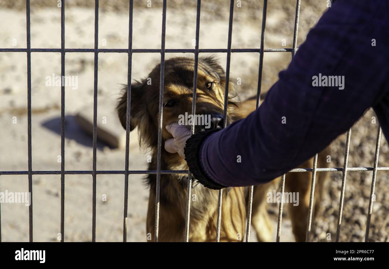 Petting caged dog Stock Photo Alamy