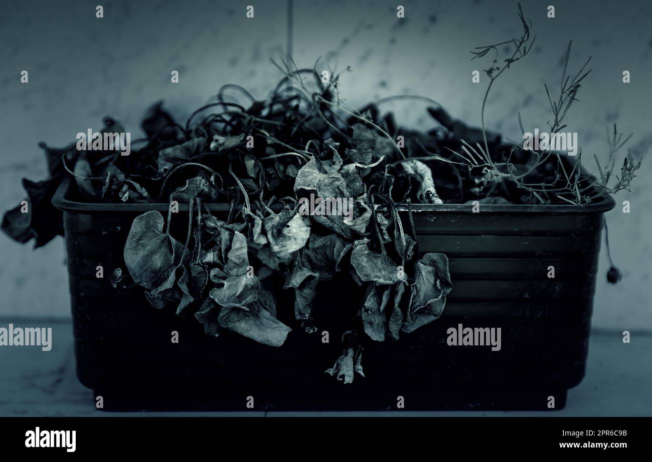 Dried and dead flowers in a pot Stock Photo Alamy