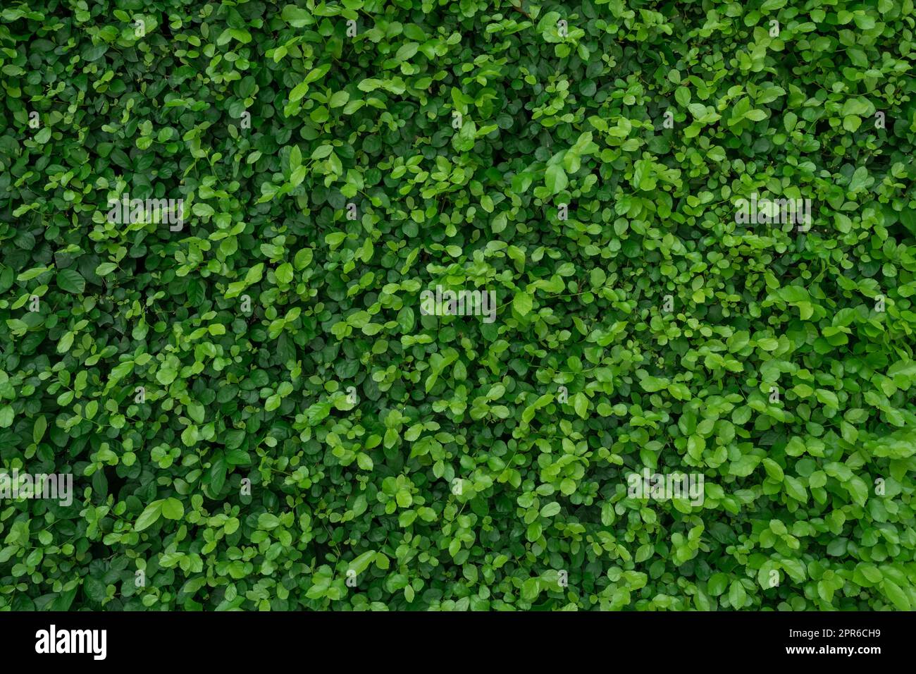 Small green leaves in hedge wall texture background. Closeup green