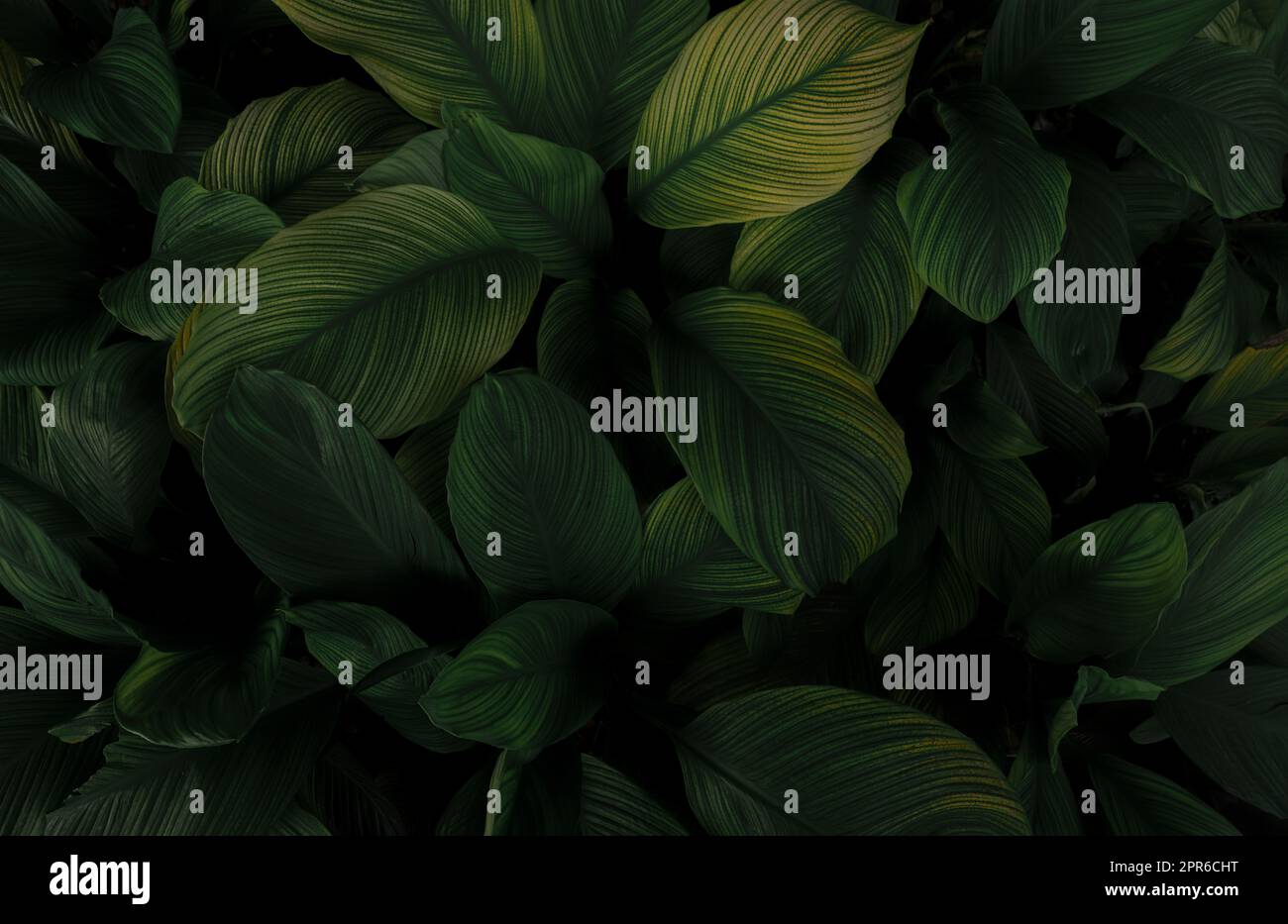 Closeup green leaves of tropical plant in garden. Dense dark green leaf with beauty pattern texture background. Green leaves for spa background. Green wallpaper. Top view ornamental plant in garden. Stock Photo