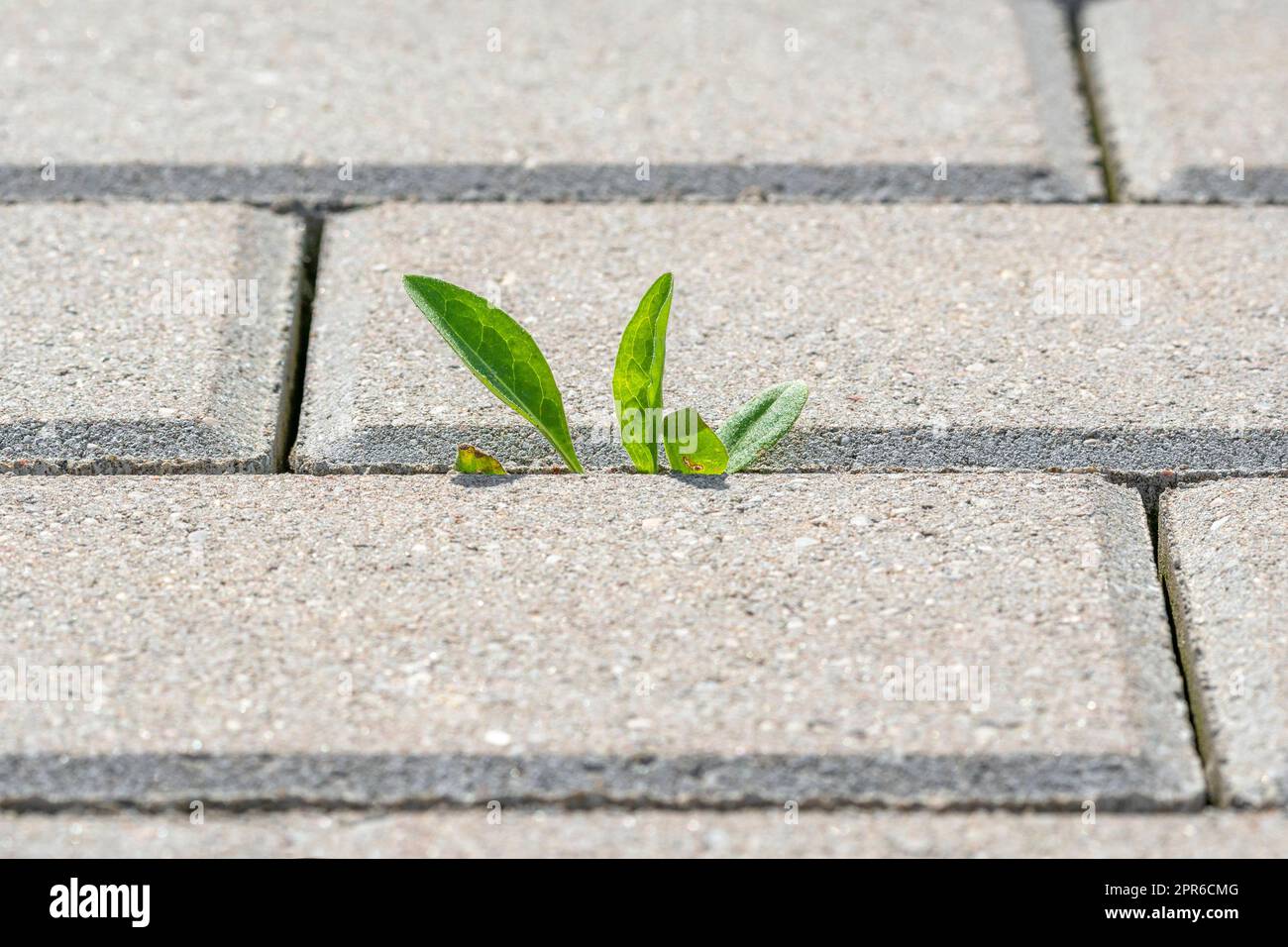 Germinating plant in paving slabs Stock Photo