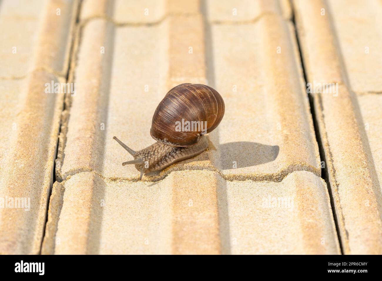 Photo of a snail crawling on a sidewalk Stock Photo