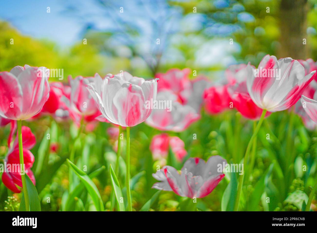 Lots of pink tulips Stock Photo
