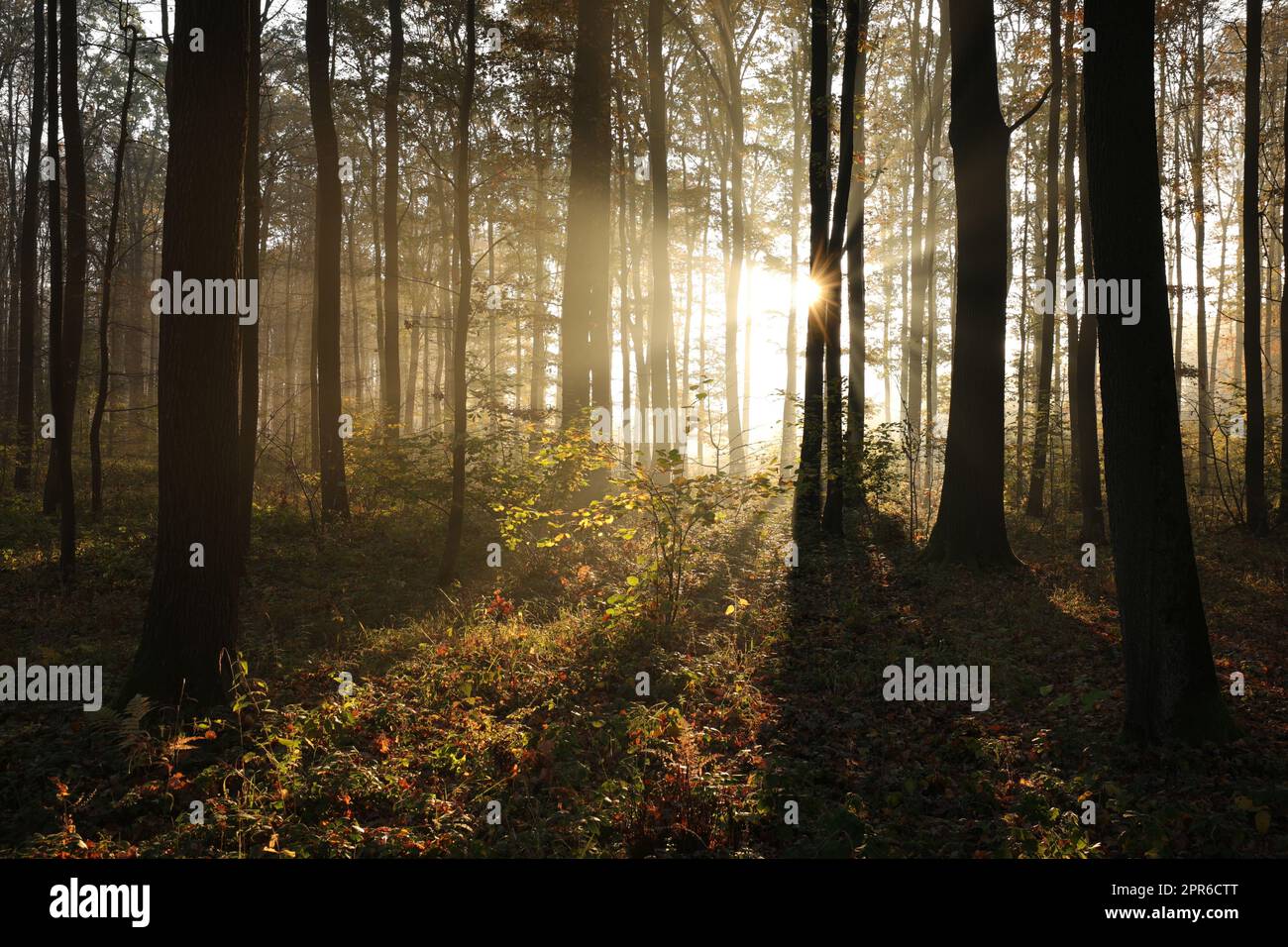 Misty forest landscape sun rays hi-res stock photography and images - Alamy