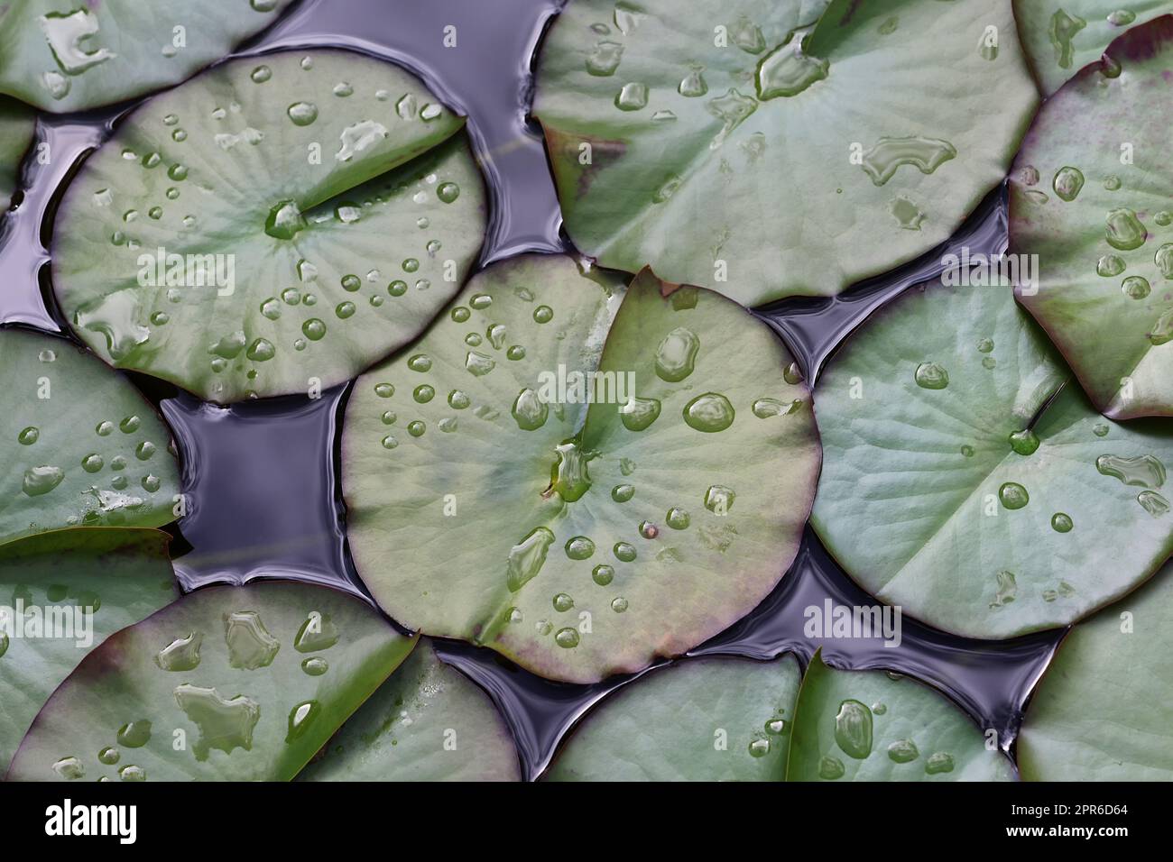 Water lily leaves with water drops Stock Photo - Alamy