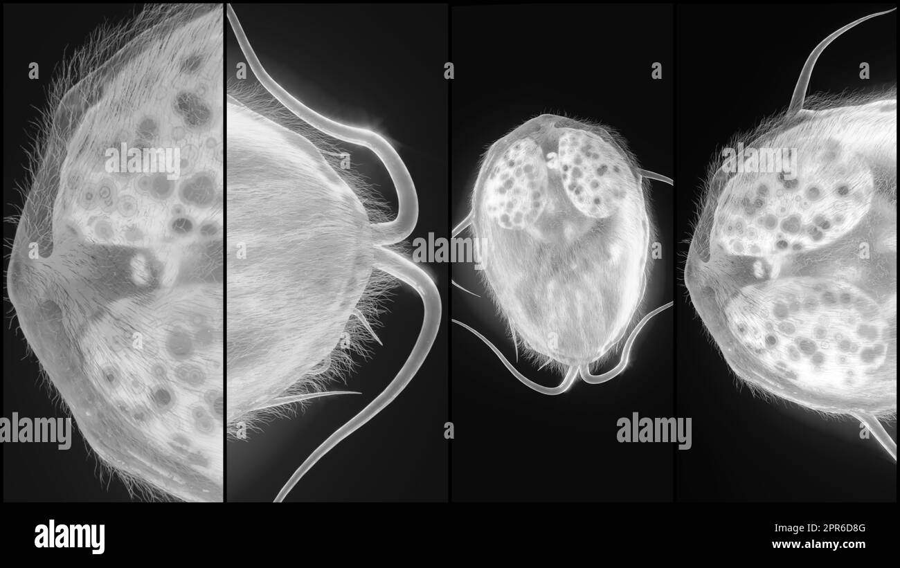 Giardia lamblia parasite as Closup - 3D Rendering. High quality Rendering Stock Photo