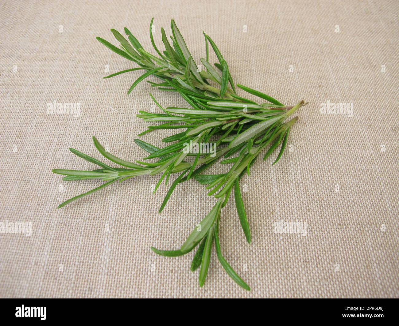 A small bouquet with rosemary herbs Stock Photo