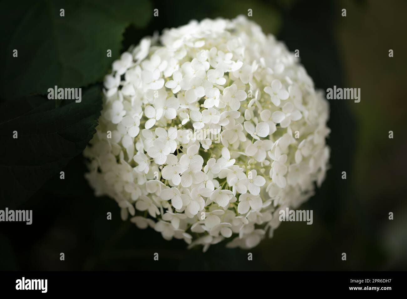 Blooming Hydrangea flower in a garden Stock Photo