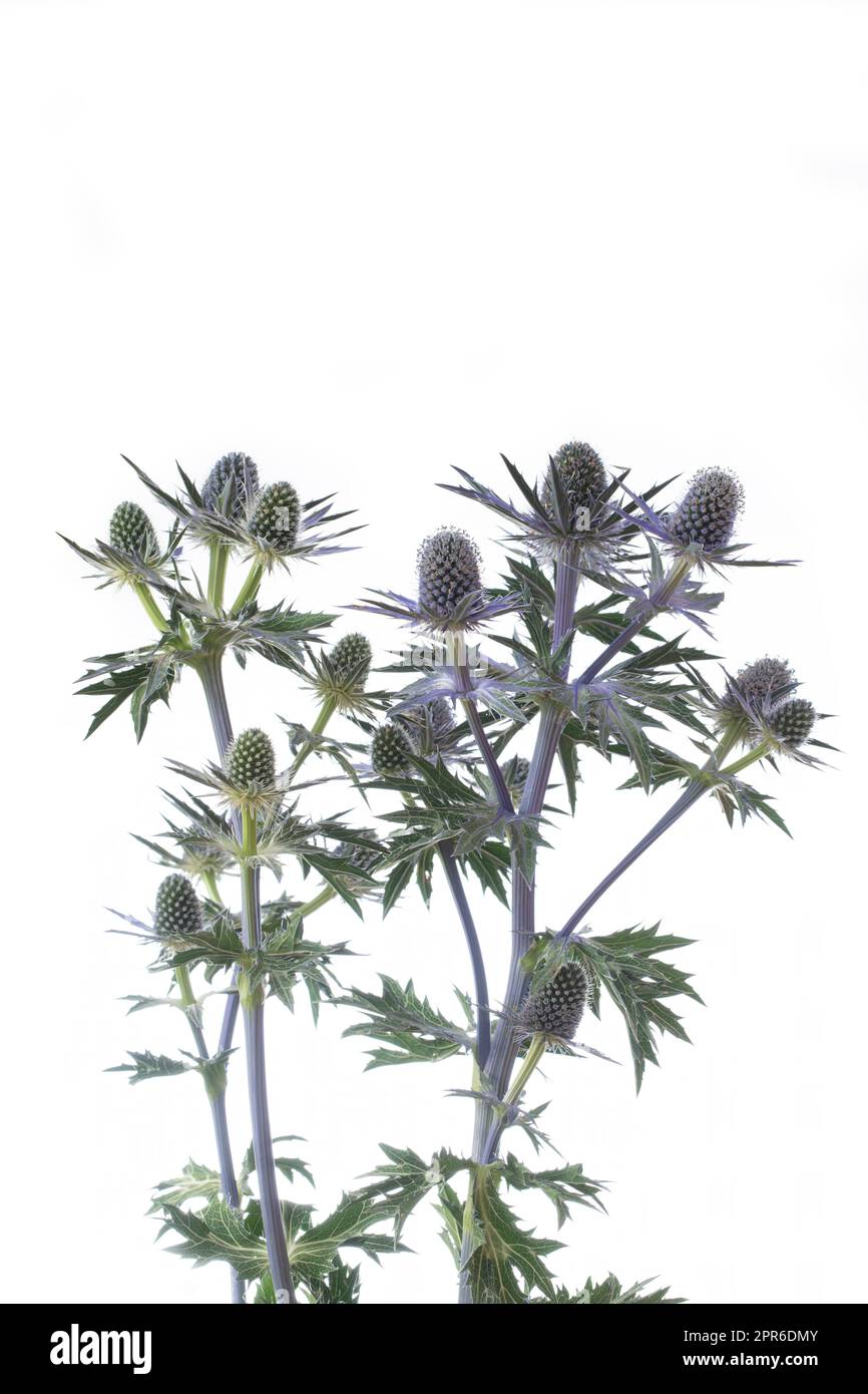 Blooming Eryngium flowers on white background Stock Photo