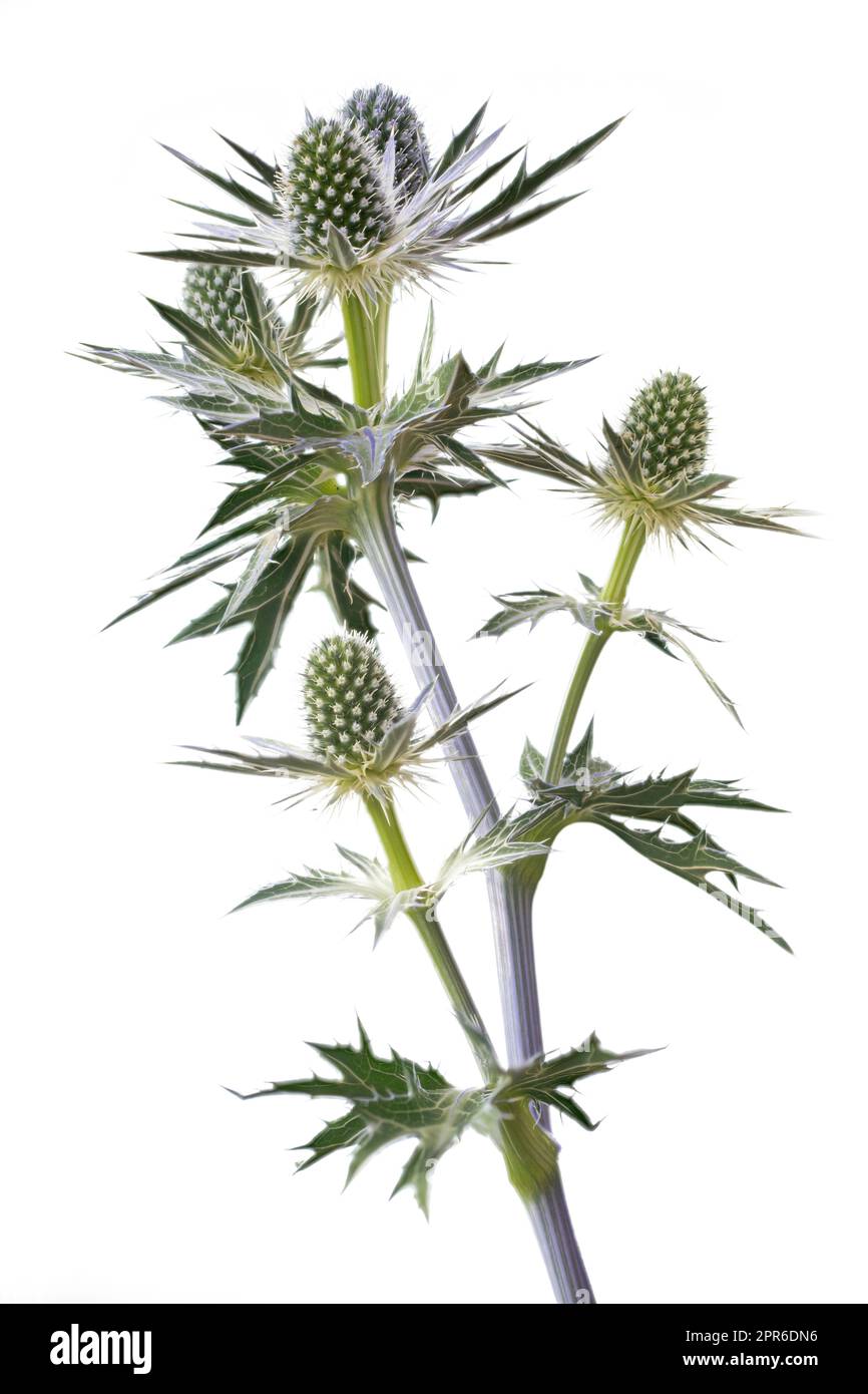 Blooming Eryngium flowers on white background Stock Photo