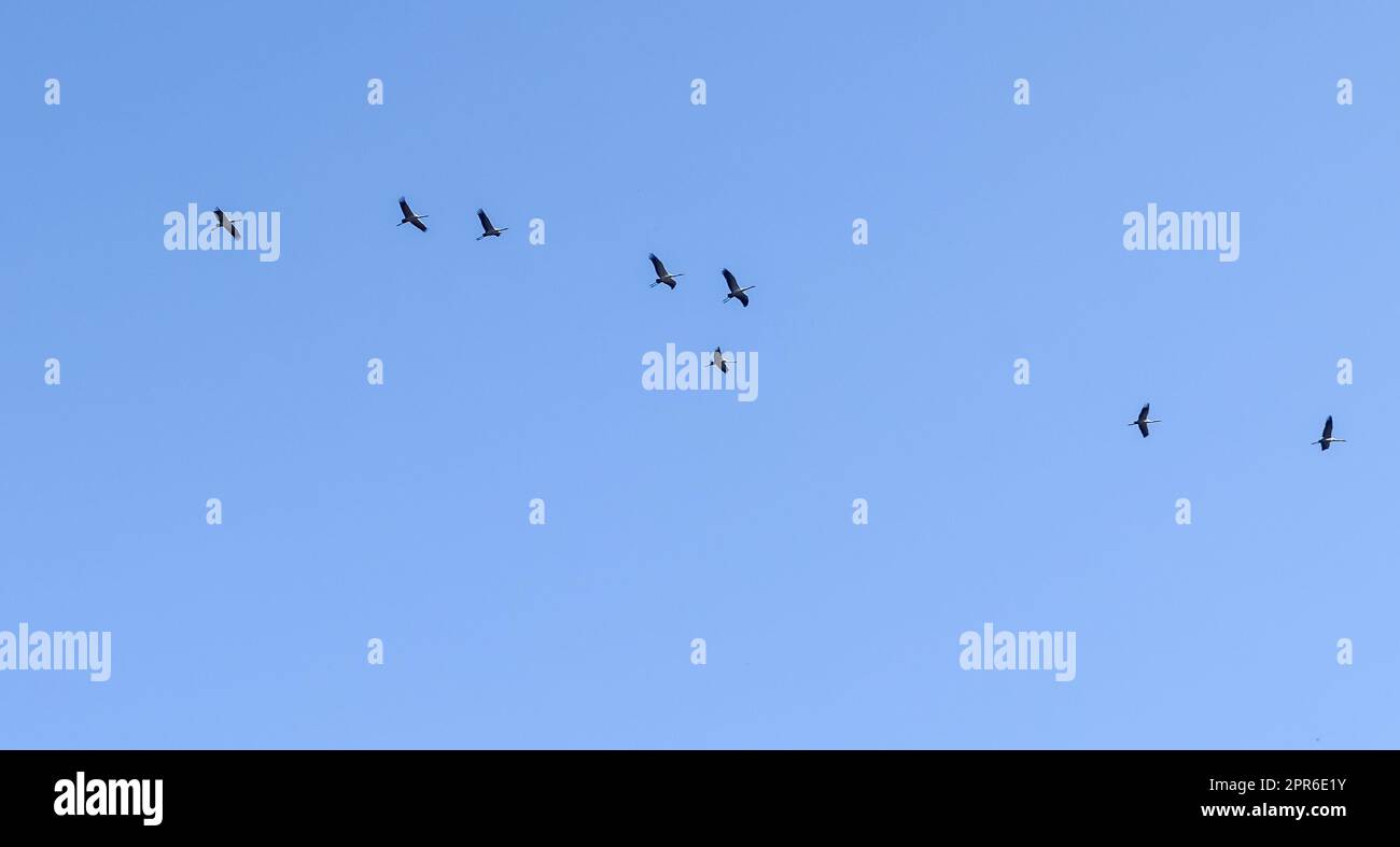 Lots of white storks in a completely blue sky Stock Photo