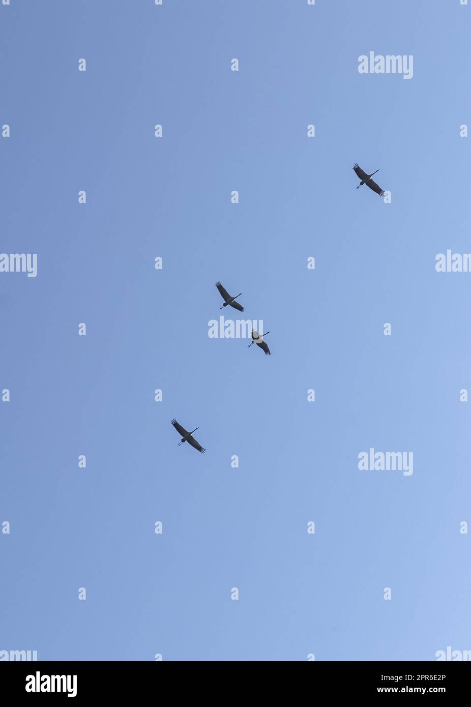 Lots of white storks in a completely blue sky Stock Photo