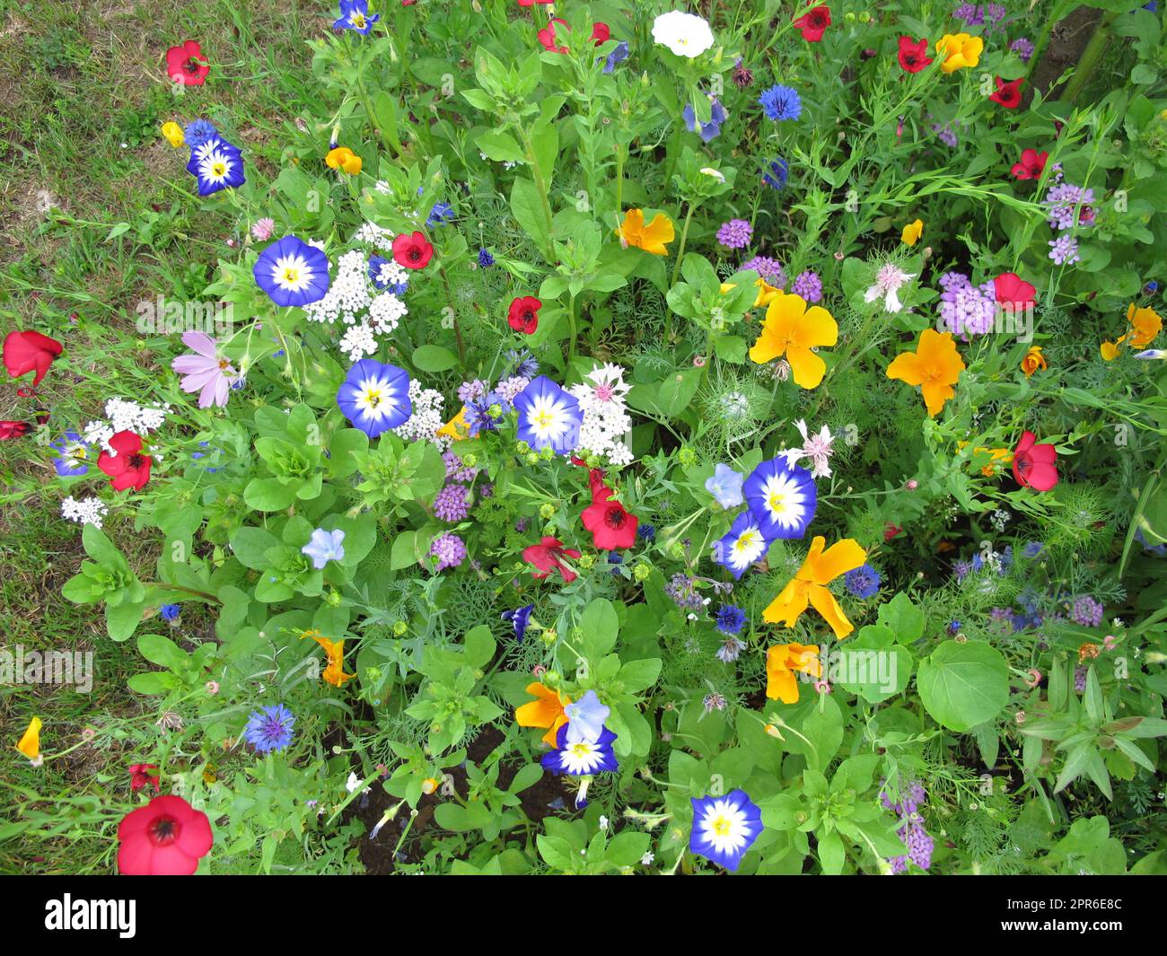 Flower strip with Morning Glory, California Poppy, Cornflower and Common Poppy Stock Photo