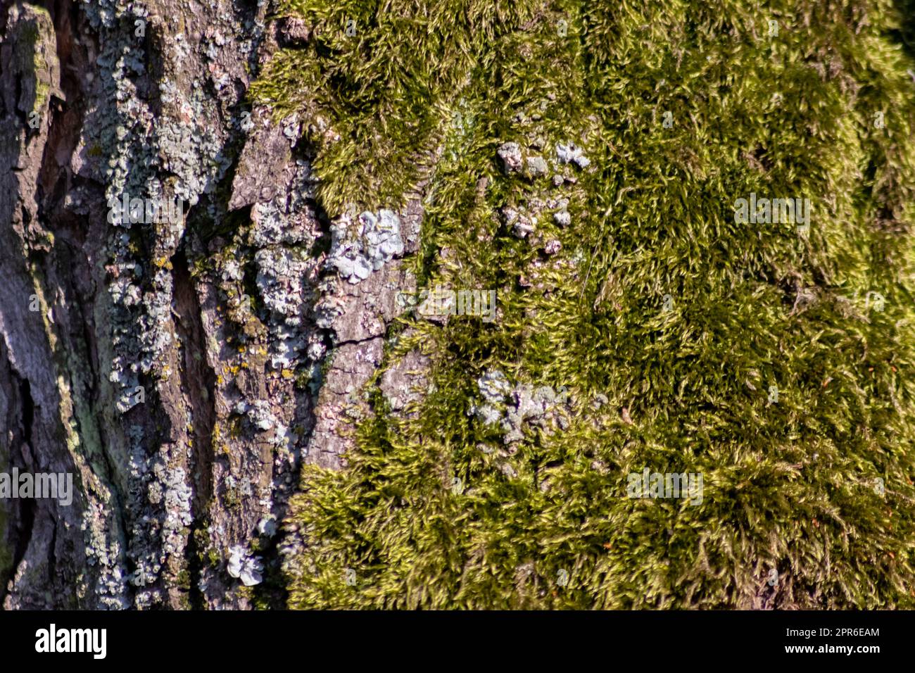 Tree - Bark, Structure, Protection