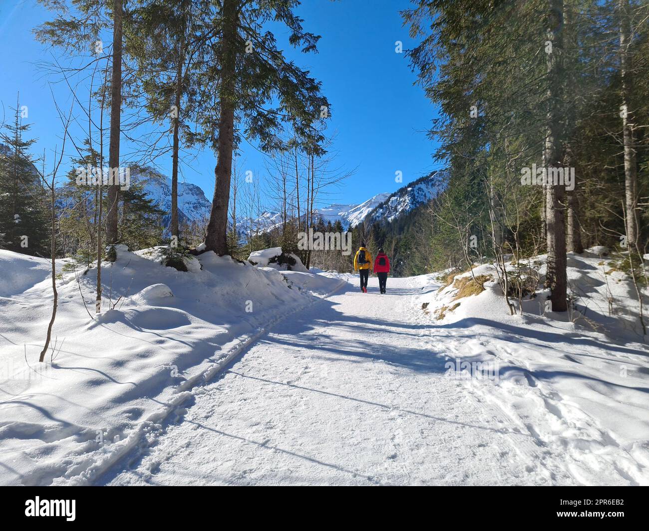 walk in winter in the forest Stock Photo - Alamy