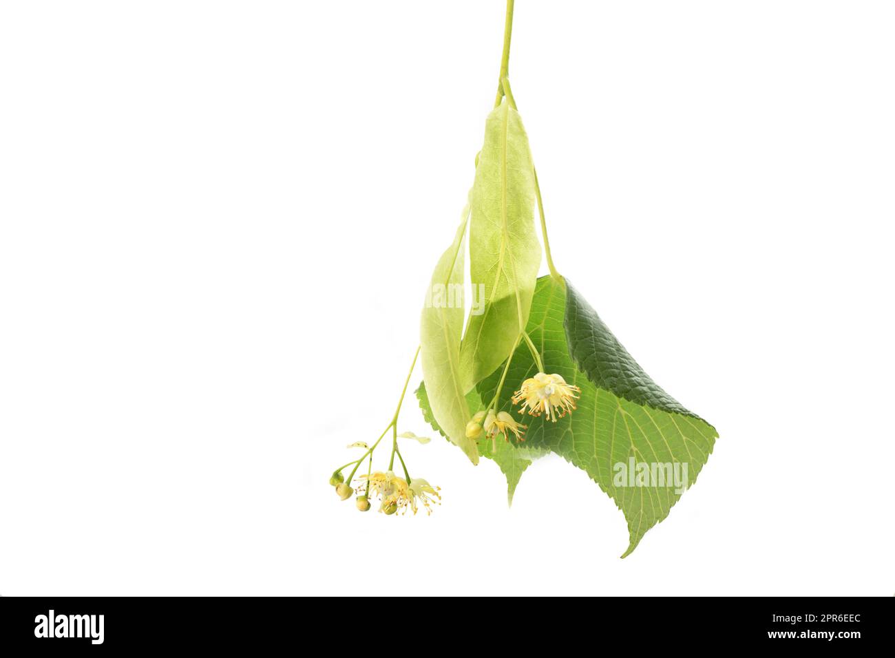 Lime blossoms with leafs isolated on white Stock Photo