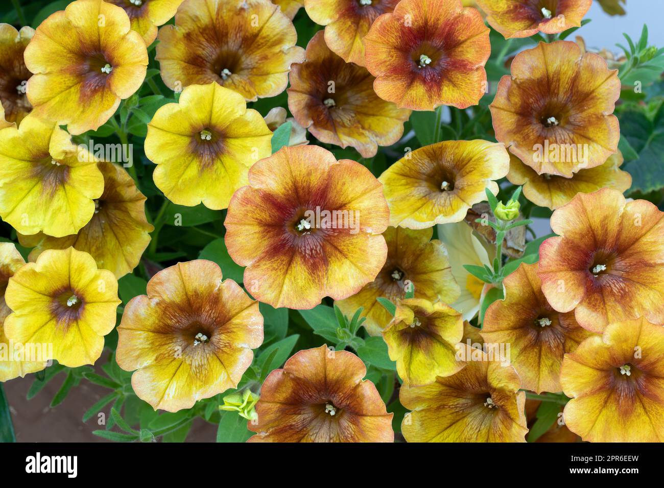 Petunia hybrida (fun house) Stock Photo