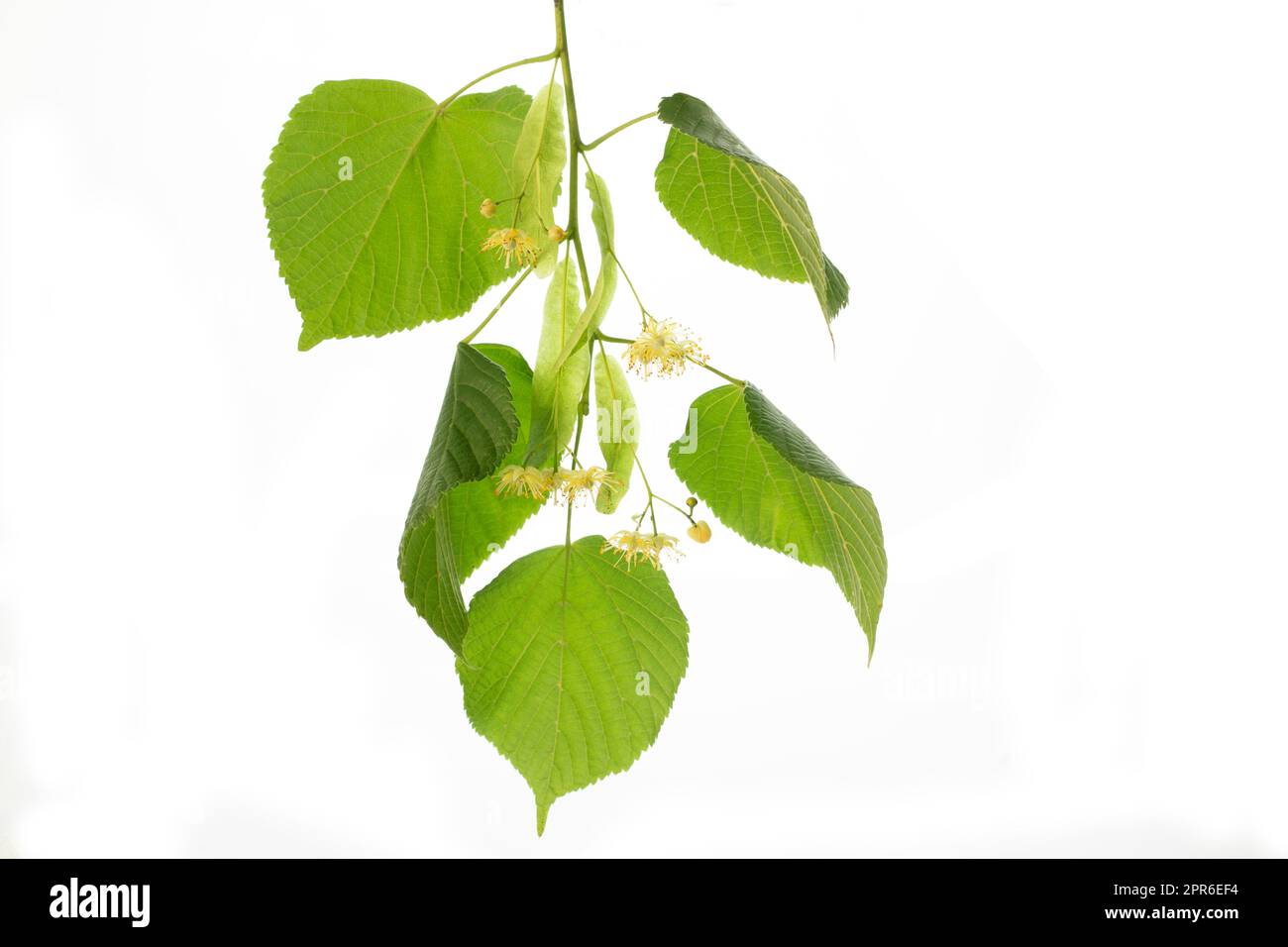 Lime blossoms with leafs isolated on white Stock Photo