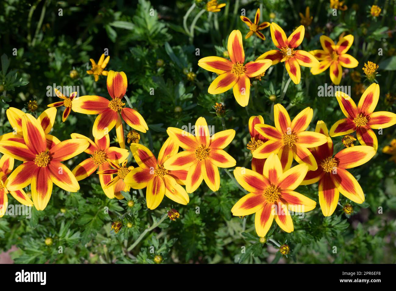 Bidens ferulifolia hi-res stock photography and images - Alamy