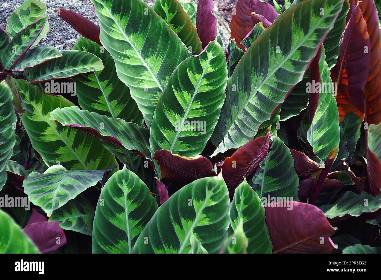 Close-up image of Peacock plant Stock Photo