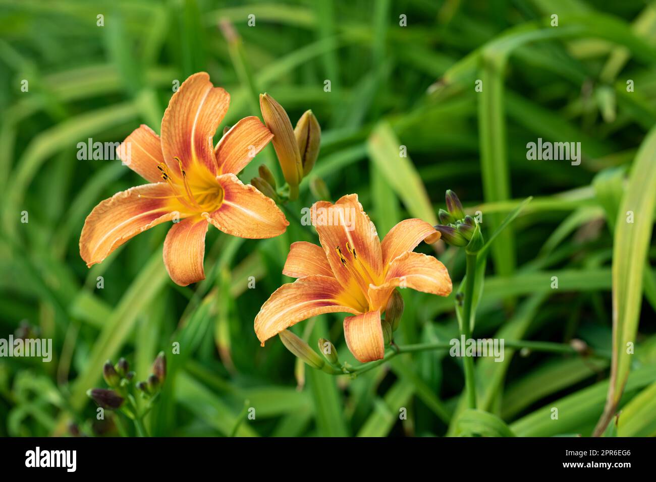 Orange Hemerocallis flowers in a garden Stock Photo
