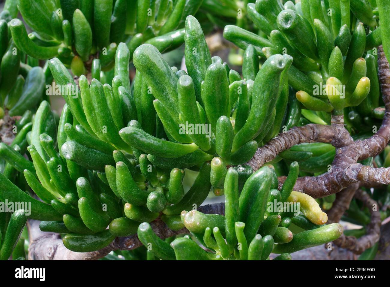 Gollum jade plant (Crassula ovata 'Gollum' Stock Photo Alamy