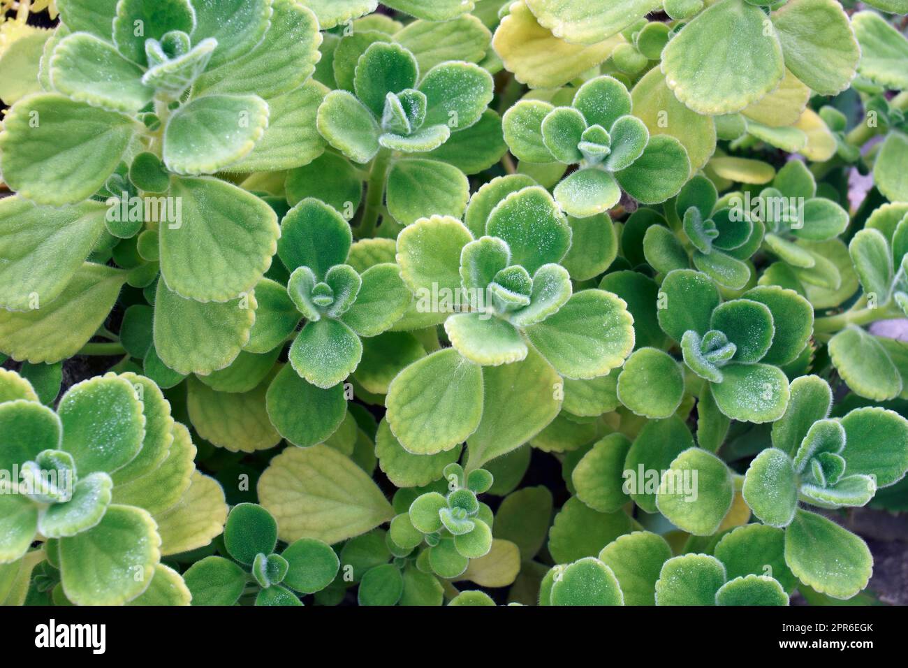 Close-up image of Vicks plants Stock Photo