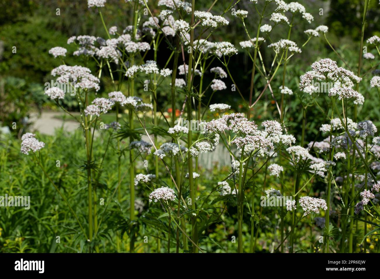 Blooming Valeriana officinalis in a garden Stock Photo