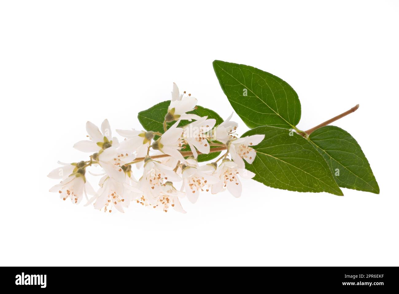 Blooming Deutzia bush detail on white Stock Photo