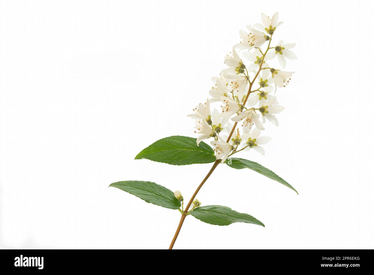 Blooming Deutzia bush detail on white Stock Photo