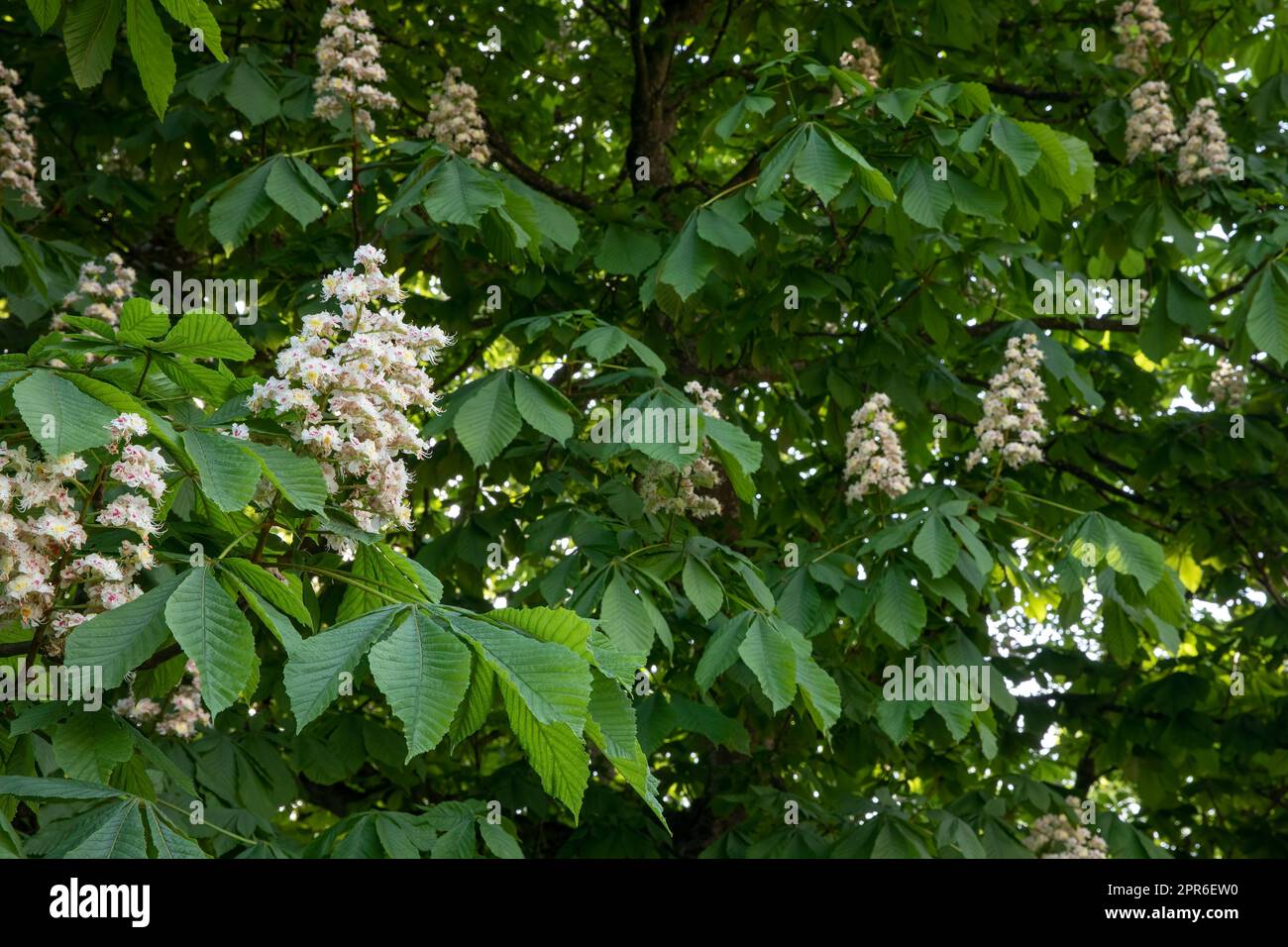 Blooming chestnut tree in spring Stock Photo