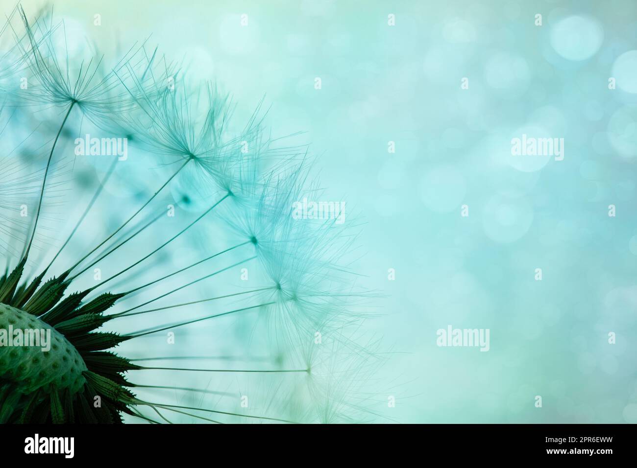 Delicate dandelion seeds, macro shot Stock Photo