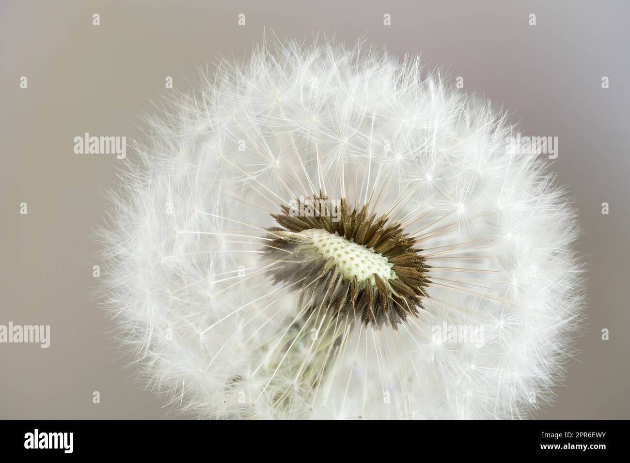Delicate dandelion seeds, macro shot Stock Photo