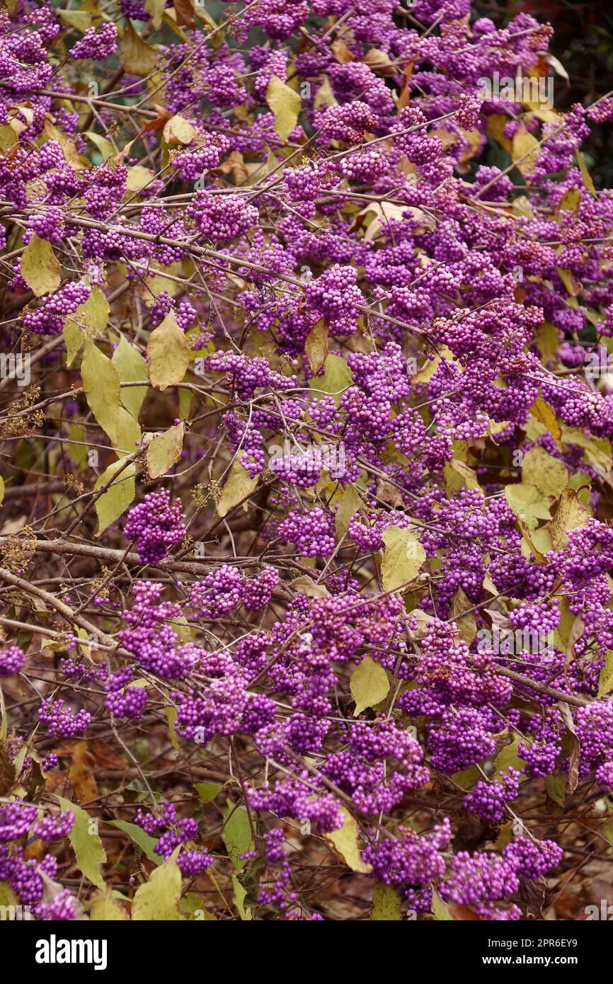 Heavy Berry Japanese beautyberry (Callicarpa japonica 'Heavy Berry ...